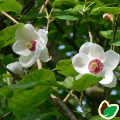 Magnolia Sieboldii / Åkandemagnolia