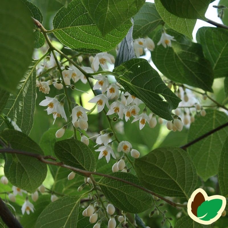 Styrax obassia / Japansk Storax Træ