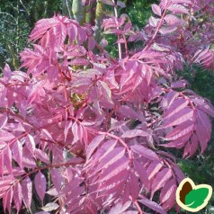 Toona sinensis Flamingo - Kinesisk Mahogni