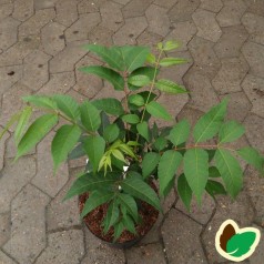Toona sinensis Flamingo - Kinesisk Mahogni