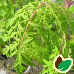 Rhus typhina Dissecta / Hjortetakstræ