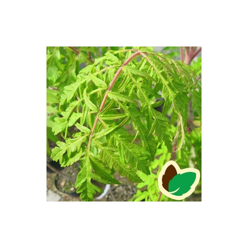 Rhus typhina Dissecta / Hjortetakstræ
