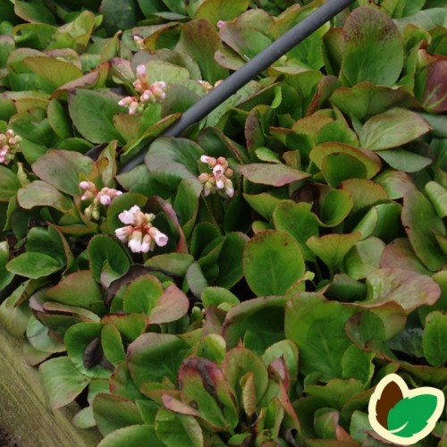 Bergenia hybrid Baby Doll - Kæmpestenbræk