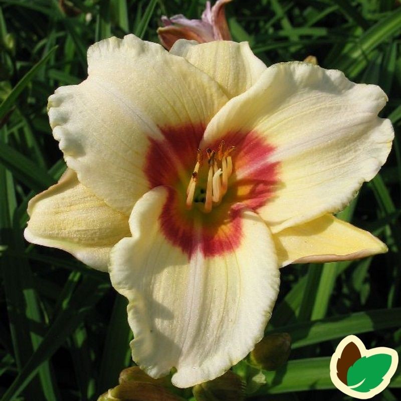 Hemerocallis hybrid Pandoras Box / Daglilje