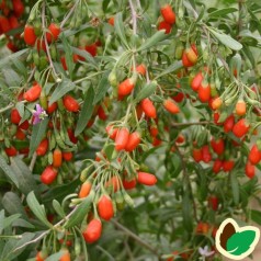 Gojibær - Bukketorn Nr 1 Lifeberry