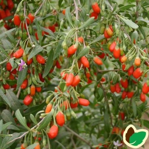 Gojibær - Bukketorn Nr 1 Lifeberry