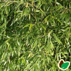 Bambus Tiny - Gul Bambus