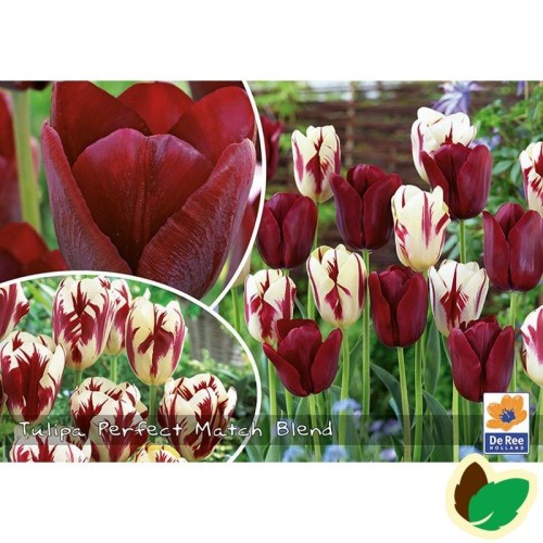 Tulipanløg - Blanding Perfect Match - 50 Løg