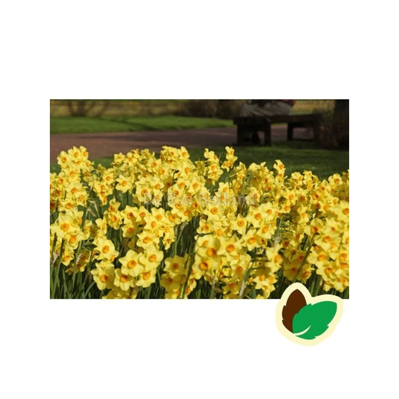 Pinseliljeløg Martinette - Narcissus / 5 Løg