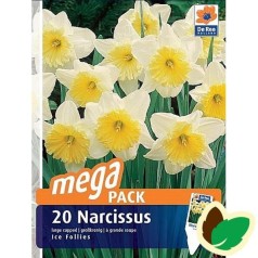 Påskeliljeløg  Ice Follies - Storblomstret Narcissus  / 20 Løg Megapack