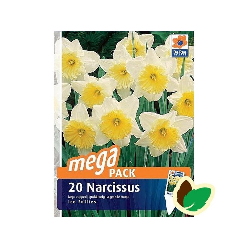 Påskeliljeløg  Ice Follies - Storblomstret Narcissus  / 20 Løg Megapack