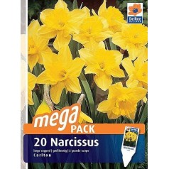 Påskeliljeløg Carlton - Narcissus / 20 Løg Megapack