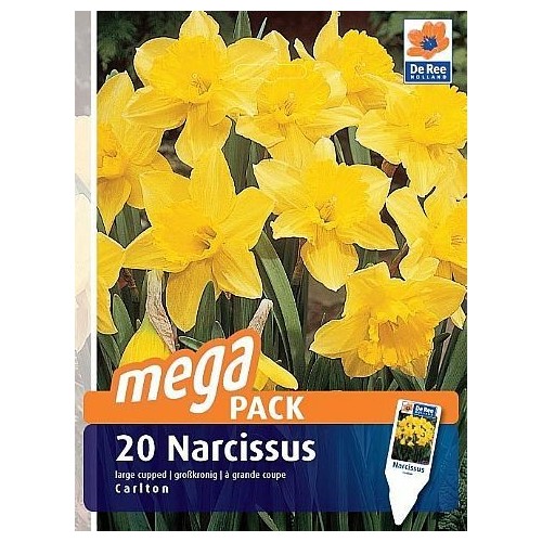 Påskeliljeløg Carlton - Narcissus / 20 Løg Megapack