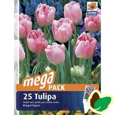 Tulipanløg Angelique / Dobbelt Tulipan - 25 Løg Megapack