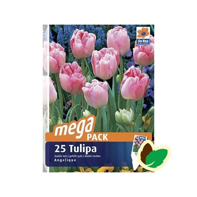 Tulipanløg Angelique / Dobbelt Tulipan - 25 Løg Megapack