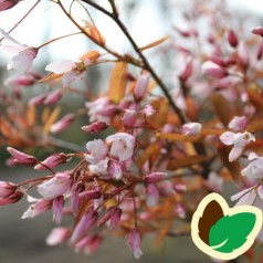 Amelanchier arborea Robin Hill - Bærmispel / stamme 120 cm.