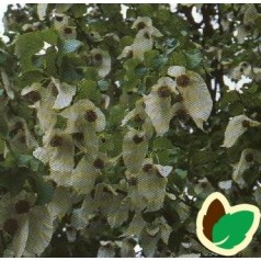 Davidia involucrata var Vilmoriniana - Duetræ / 175-200 cm.