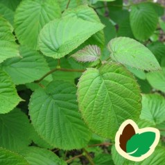 Davidia involucrata var Vilmoriniana - Duetræ / 175-200 cm.