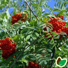 Sorbus commixta Carmencita - Japansk Røn / 200-250 cm.