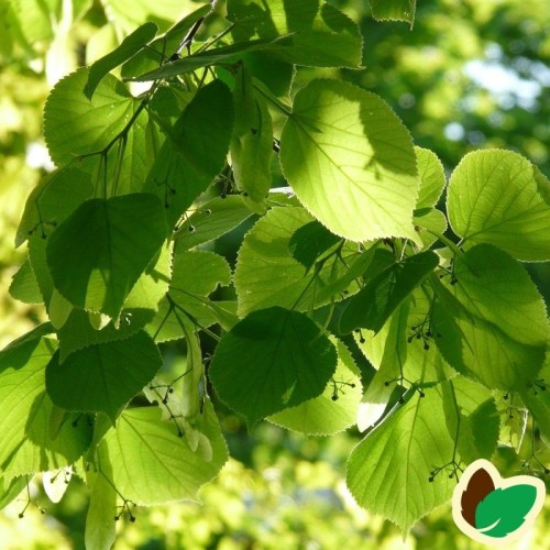 Tilia Vulgaris Pallida - Kejserlind - 175-200 cm.
