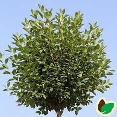 Prunus x eminens Umbraculifera serrula - Kugle Kirsebær på Serrula stamme - Stamme højde 120 cm.