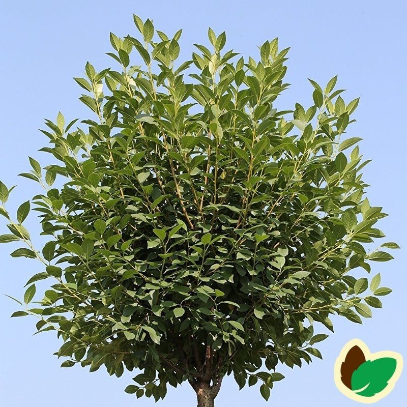 Prunus x eminens Umbraculifera serrula - Kugle Kirsebær på Serrula stamme - Stamme højde 120 cm.