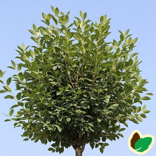 Prunus x eminens Umbraculifera serrula - Kugle Kirsebær på Serrula stamme - Stamme højde 120 cm.