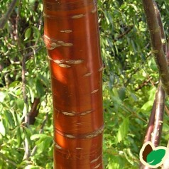 Prunus x eminens Umbraculifera serrula - Kugle Kirsebær på Serrula stamme - Stamme højde 120 cm.