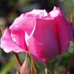 Rose The McCartney Rose - Storblomstret Rose / Barrods