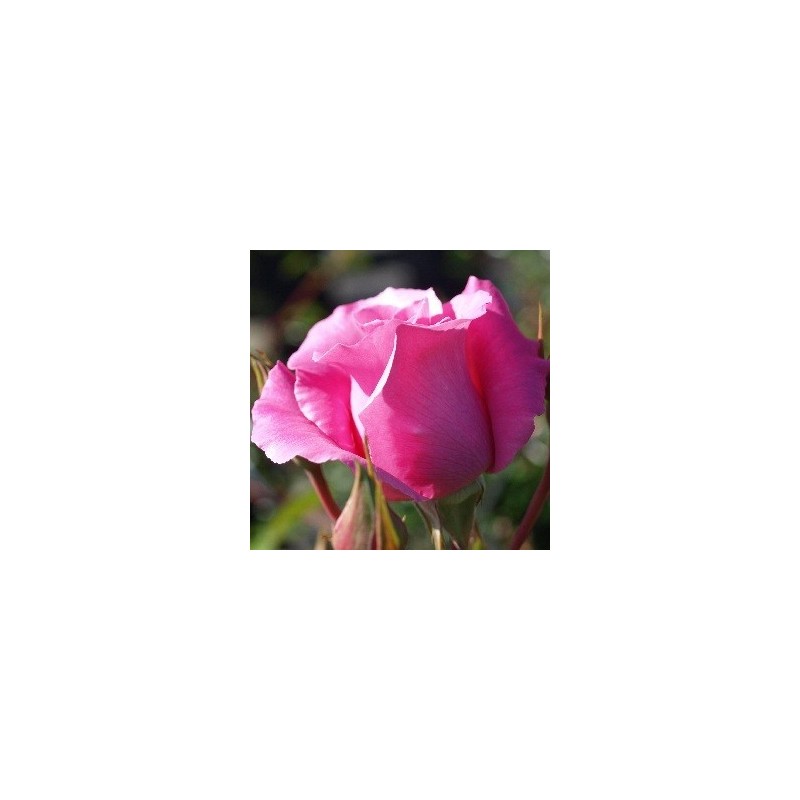 Rose The McCartney Rose - Storblomstret Rose / Barrods
