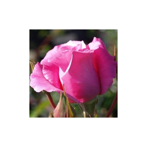 Rose The McCartney Rose - Storblomstret Rose / Barrods