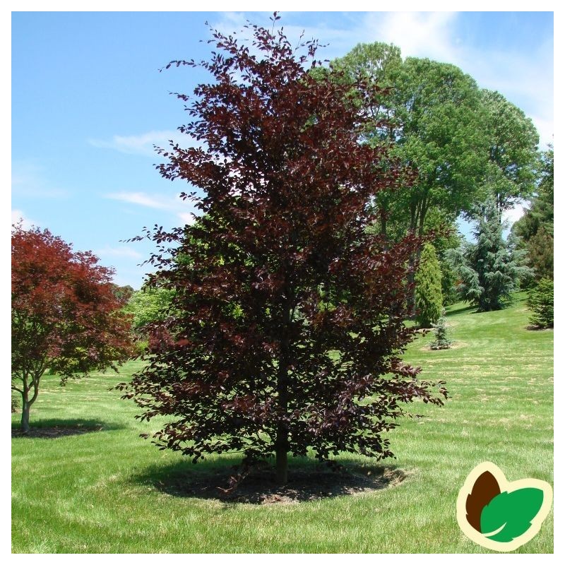 Fagus sylvatica Riversii - Blodbøg / 150-175 cm.