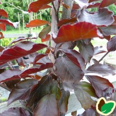 Fagus sylvatica Riversii - Blodbøg / 150-175 cm.