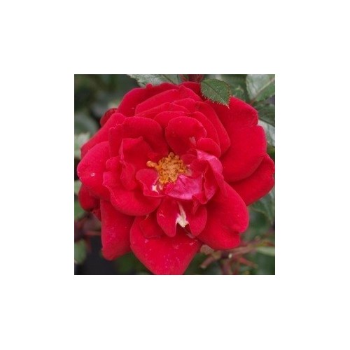 Rose Red New Dawn - Historisk Slyng Rose / Barrods