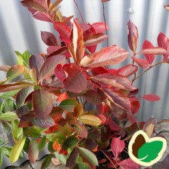Blommebladet surbær Kolorit 20-40 cm. - Bundt med 10 stk. barrodsplanter - Aronia prunifolia Kolorit