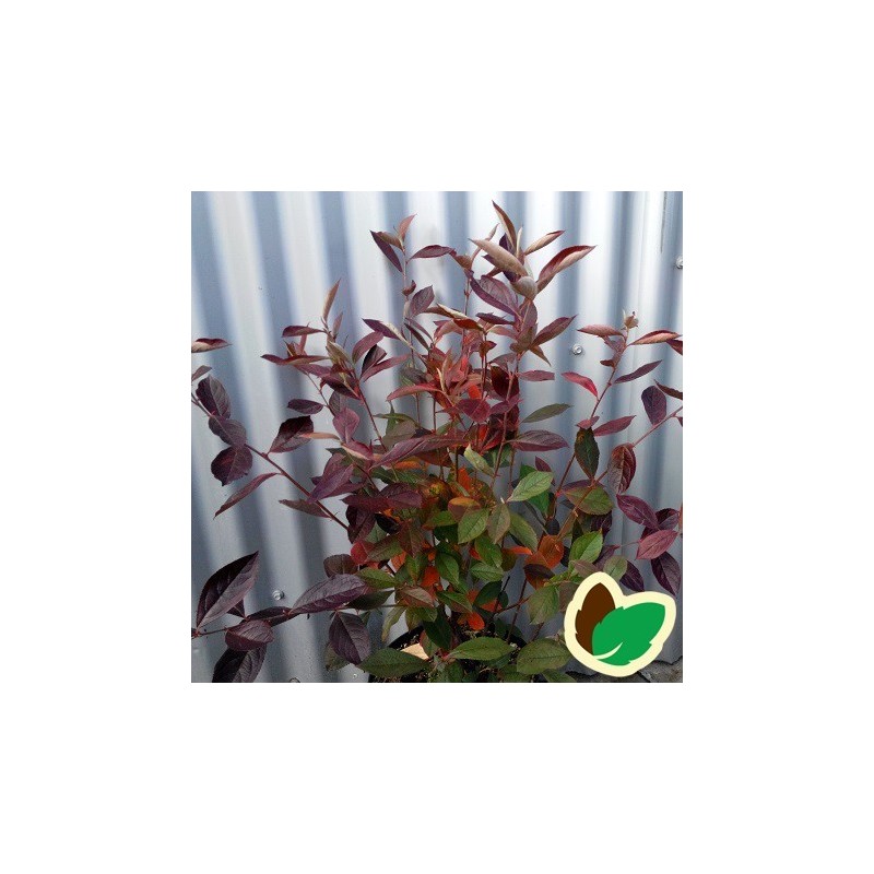 Rødfrugtet Surbær 40-60 cm. - Bundt med 10 stk. barrodsplanter - Aronia arbutifolia Ared
