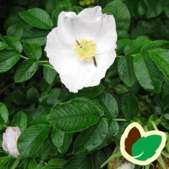 Hvid Hybenrose 40-60 cm. - Bundt med 10 stk. barrodsplanter - Rosa rugosa Alba