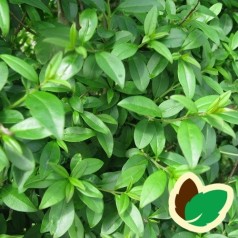 Liguster Atros 10 stk. 50-80 cm. barrods - Ligustrum vulgare Atros --