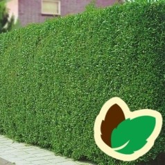 Liguster Atros 10 stk. 50-80 cm. barrods - Ligustrum vulgare Atros --