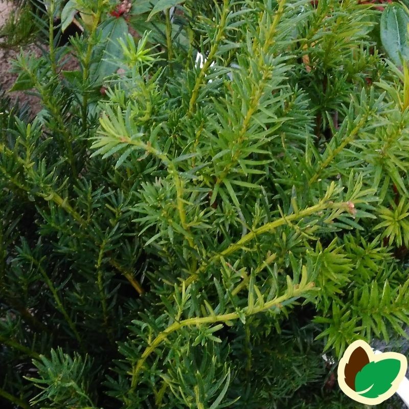 Taks Farmen 30-40 cm. - 10 stk. barrodsplanter - Taxus media Farmen ¤ Taks Farmen 30-40 cm. - 10 stk. barrodsplanter - Taxus media Farmen ¤