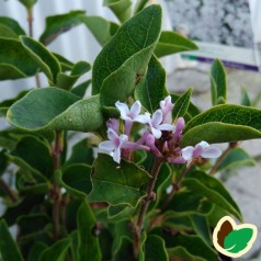 Syringa meyeri Flowerfesta White - Dværgsyren Hvid