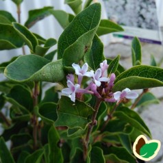 Syringa meyeri Flowerfesta White - Dværgsyren Hvid