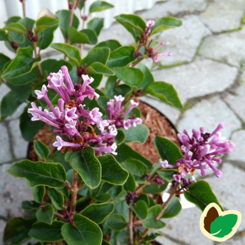 Syringa meyeri Flowerfesta Purple - Dværgsyren Lys Lilla