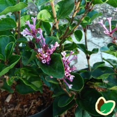 Syringa meyeri Flowerfesta Pink - Dværgsyren Lyserød