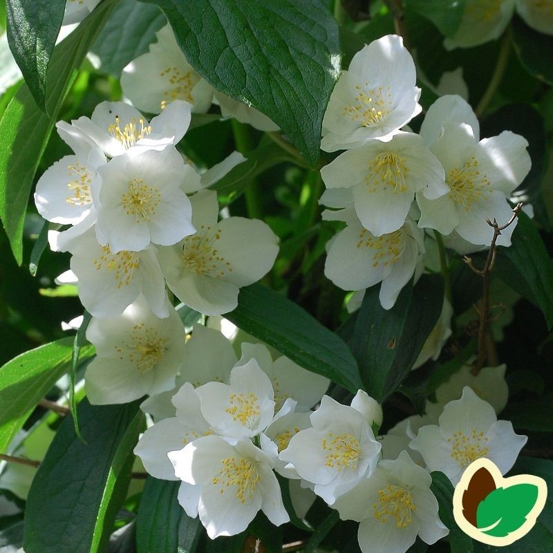 Uægte Jasmin Avalanche 30-50 cm. - Bundt med 10 stk. barrodsplanter - Philadelphus lemoinei Avalanche _