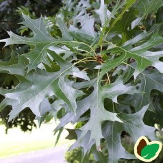 Sumpeg 50-80 cm. - Bundt med 10 stk. barrodsplanter - Quercus palustris _