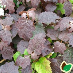 Hydrangea quercifolia Burgundy / Egebladet Hortensia