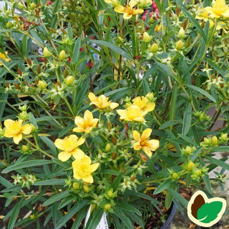 Hypericum erectum Gemo - Perikon