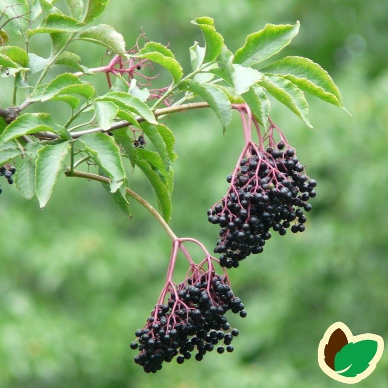 Storfrugtet Hyld Haschberg 60-100 cm. 10 stk. barrodsplanter - Sambucus nigra Haschberg _