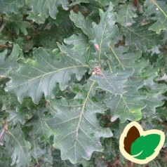 Vintereg 30-50 cm. - Bundt med 10 stk. barrodsplanter - Quercus petrea _